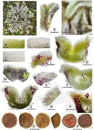 Attēlu rezultāti vaicājumam “Riccia sorocarpa macro”