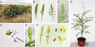 Attēlu rezultāti vaicājumam “Cakile maritima subsp. baltica leaf”