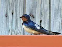 Attēlu rezultāti vaicājumam “Hirundo rustica adult”
