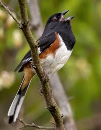 Image result for Pipilo erythrophthalmus