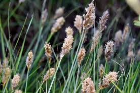 Attēlu rezultāti vaicājumam “Carex disticha”