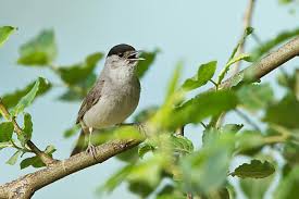 Attēlu rezultāti vaicājumam “Sylvia atricapilla male”