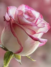 Image result for FOTO ROSA