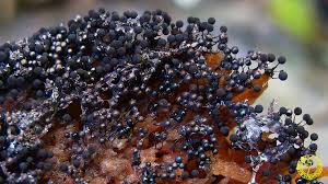 Attēlu rezultāti vaicājumam “Collaria arcyrionema macro”