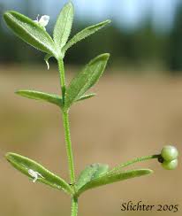 Attēlu rezultāti vaicājumam “Galium trifidum”