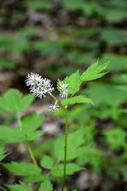 Attēlu rezultāti vaicājumam “Actaea spicata flower”