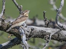 Attēlu rezultāti vaicājumam “Jynx torquilla adult”