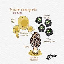 Attēlu rezultāti vaicājumam “Ascomycota”