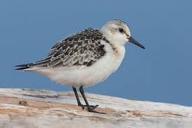 Attēlu rezultāti vaicājumam “Calidris alba adult”