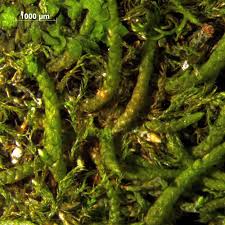 Attēlu rezultāti vaicājumam “Myurella julacea”