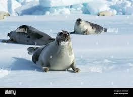 Image result for Pagophilus groenlandicus