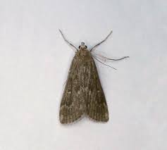 Attēlu rezultāti vaicājumam “Parapoynx stratiotata male”