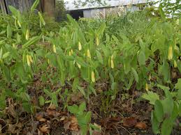 Attēlu rezultāti vaicājumam “Uvularia grandiflora”