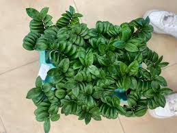 Image result for zamiokulkas