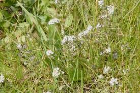Attēlu rezultāti vaicājumam “Teesdalia nudicaulis”