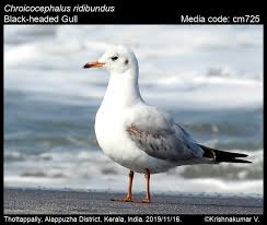 Image result for Chroicocephalus ridibundus