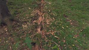 Attēlu rezultāti vaicājumam “Hertelidea botryosa”