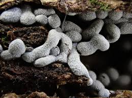 Attēlu rezultāti vaicājumam “Physarum cinereum macro”