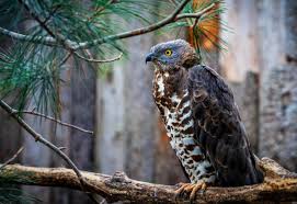 Attēlu rezultāti vaicājumam “Pernis apivorus adult”