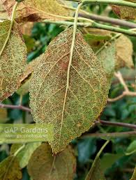 Attēlu rezultāti vaicājumam “Tranzschelia pruni-spinosae”