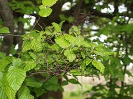 Attēlu rezultāti vaicājumam “Priobium carpini”