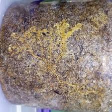 Attēlu rezultāti vaicājumam “Badhamia utricularis stalked”