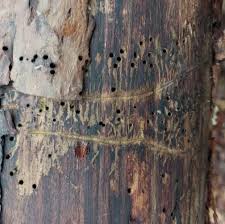 Attēlu rezultāti vaicājumam “Tomicus minor”