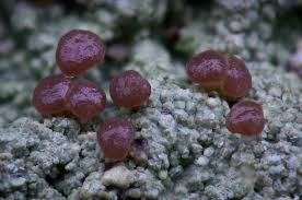 Attēlu rezultāti vaicājumam “Baeomyces rufus”