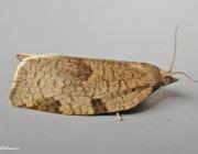 Attēlu rezultāti vaicājumam “Lozotaenia forsterana”