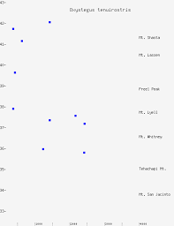 Attēlu rezultāti vaicājumam “Oxystegus tenuirostris”