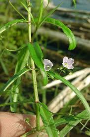 Attēlu rezultāti vaicājumam “Veronica scutellata flower”