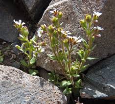 Attēlu rezultāti vaicājumam “Saxifraga cymbalaria flower”