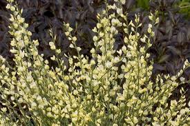 Attēlu rezultāti vaicājumam “Cytisus scoparius flower”