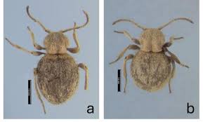 Attēlu rezultāti vaicājumam “Ptinus sp. female”