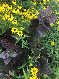 Attēlu rezultāti vaicājumam “Calycanthus floridus”