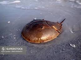 Image result for Limulus polyphemus