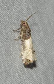 Attēlu rezultāti vaicājumam “Tettigoniodea exuvia”