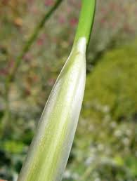 Attēlu rezultāti vaicājumam “Triglochin maritimum”