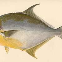 Image result for Trachinotus carolinus