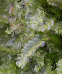 Attēlu rezultāti vaicājumam “Calypogeia”