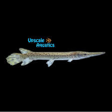 Image result for Atractosteus spatula