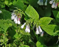 Attēlu rezultāti vaicājumam “Symphytum officinale flower”