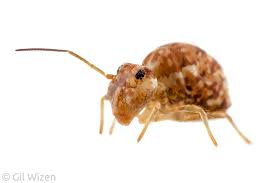 Attēlu rezultāti vaicājumam “Symphypleona”