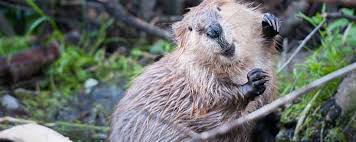 Image result for Beaver Sc