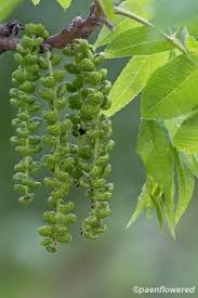 Attēlu rezultāti vaicājumam “Juglans cinerea flower”