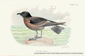 Image result for Oceanodroma castro