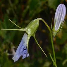 Attēlu rezultāti vaicājumam “Campanula rotundifolia leaf”