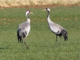 Attēlu rezultāti vaicājumam “Grus grus”