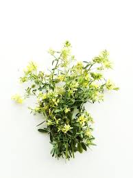 Attēlu rezultāti vaicājumam “Astragalus danicus flower”