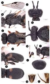 Attēlu rezultāti vaicājumam “Choerades sp.”